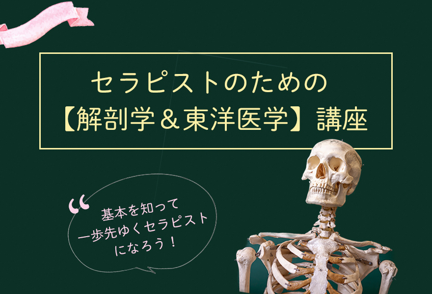 【1DAY講座】セラピストの為の解剖学＆東洋医学講座