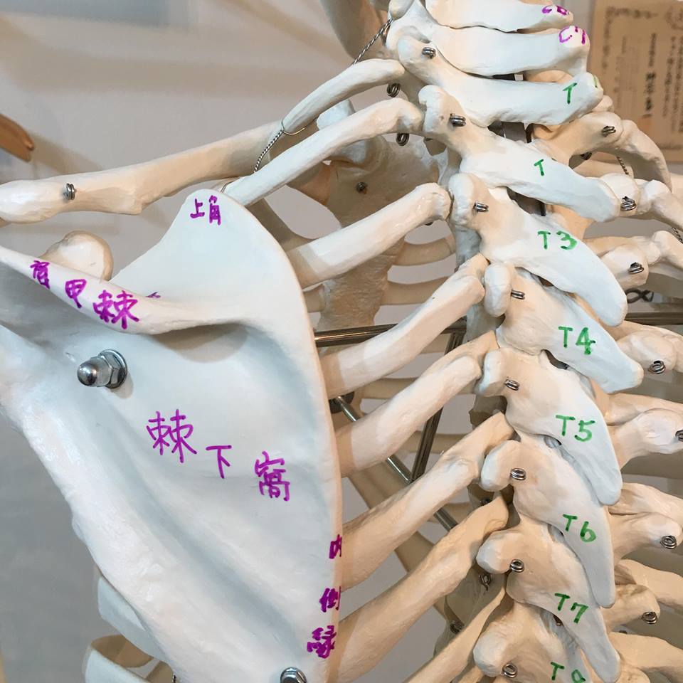 【まとめ】セラピスト解剖学＆東洋医学講座を大阪で丁寧に学ぶ